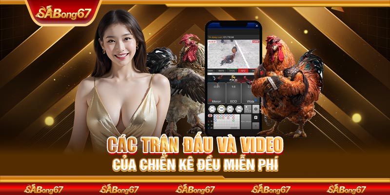Các trận đấu và video của chiến kê đều miễn phí