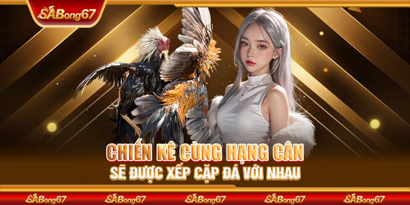 Chiến kê cùng hạng cân sẽ được xếp cặp đá với nhau