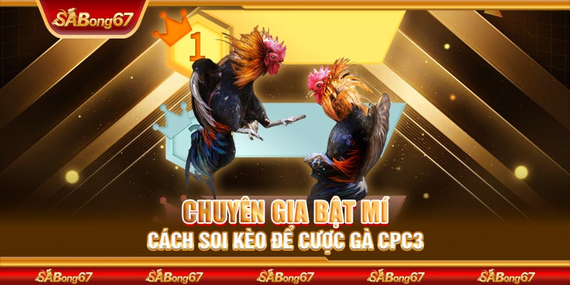 Chuyên gia bật mí cách soi kèo để cược gà CPC3
