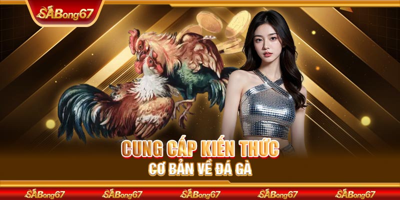 Cung cấp kiến thức cơ bản về đá gà
