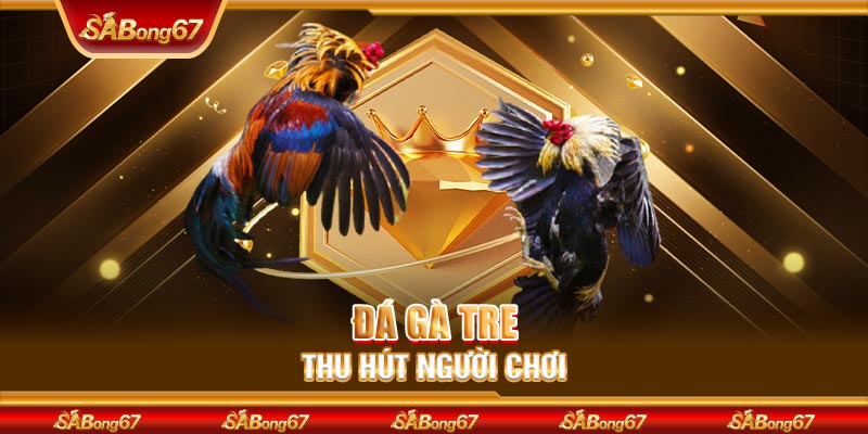 Đá gà tre thu hút người chơi