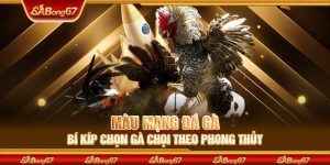 Màu Mạng Đá Gà - Bí Kíp Chọn Gà Chọi Theo Phong Thủy