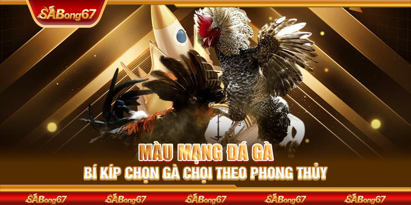 Màu Mạng Đá Gà - Bí Kíp Chọn Gà Chọi Theo Phong Thủy